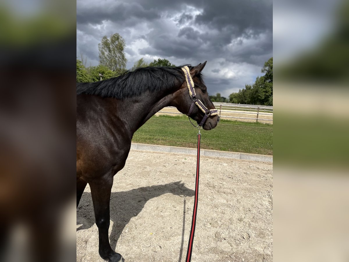 Westfale Wallach 5 Jahre 168 cm Dunkelbrauner in Wagenfeld