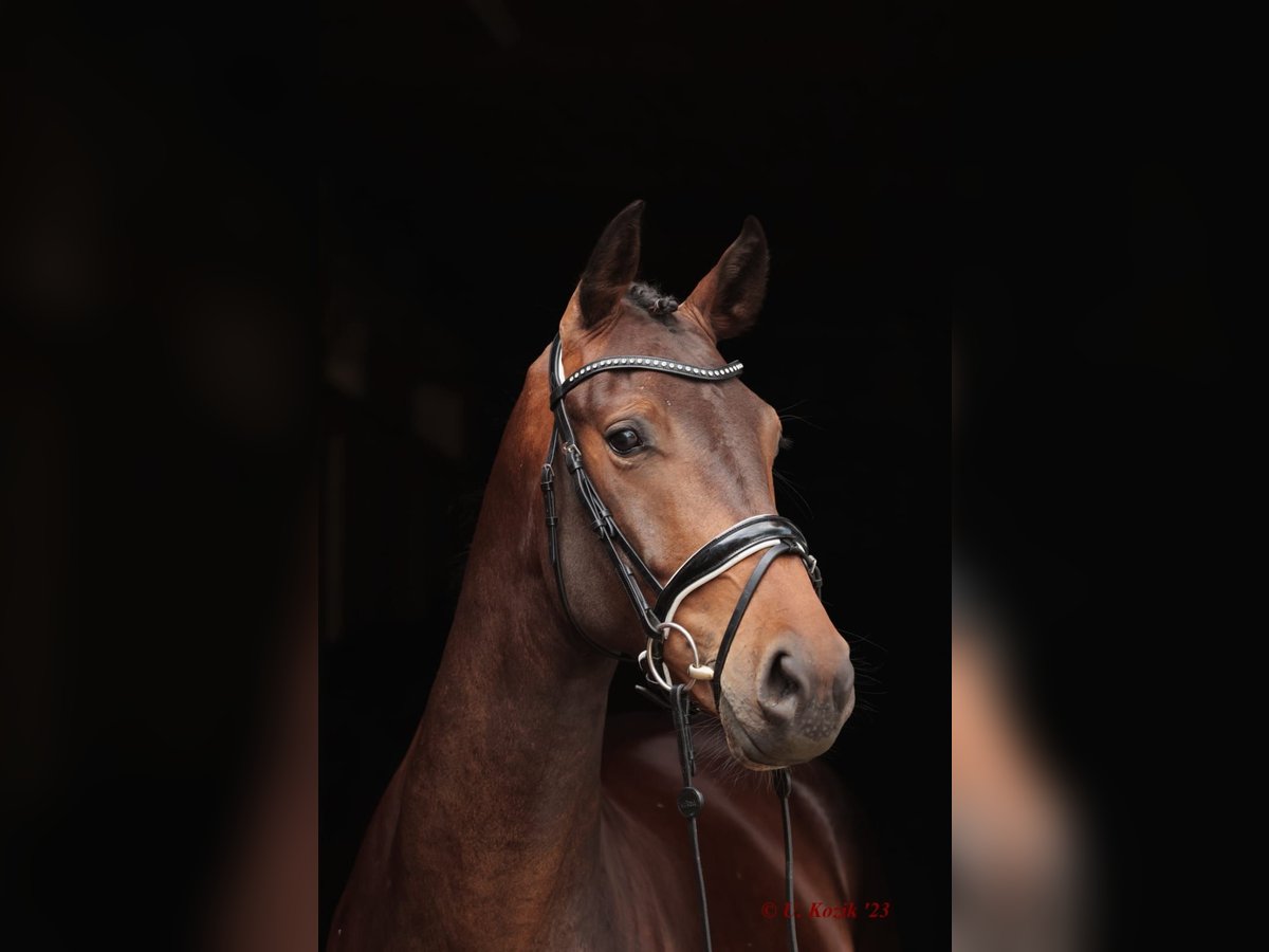 Westfale Wallach 5 Jahre 168 cm Dunkelbrauner in Laer