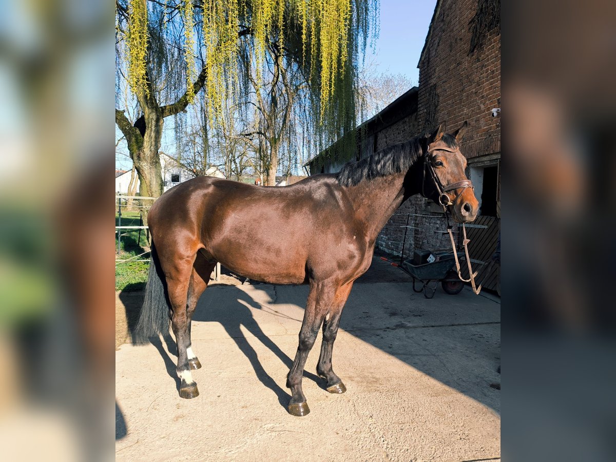 Westfale Wallach 5 Jahre 168 cm Dunkelbrauner in Borgentreich