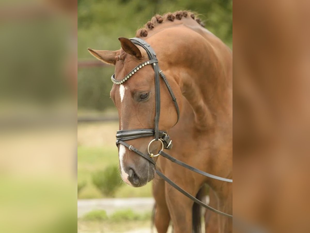 Westfale Wallach 5 Jahre 168 cm Dunkelfuchs in Sassenberg
