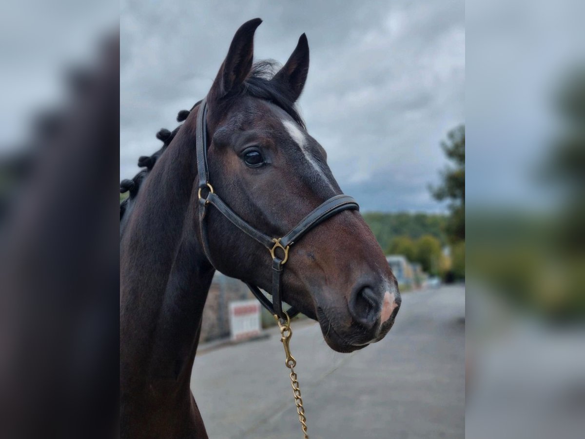 Westfale Wallach 5 Jahre 169 cm Dunkelbrauner in Wagenfeld