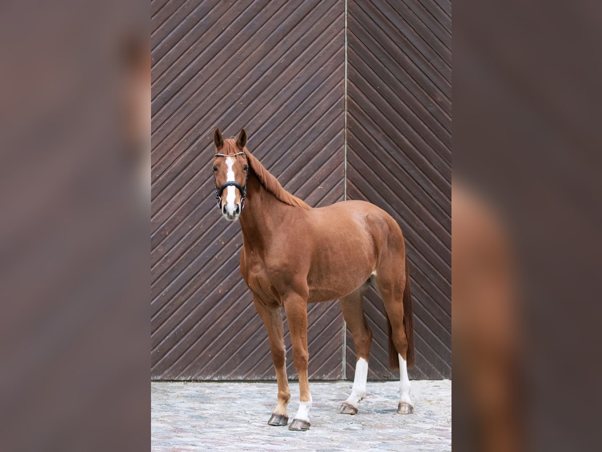 Westfale Wallach 5 Jahre 169 cm Fuchs in Zossen