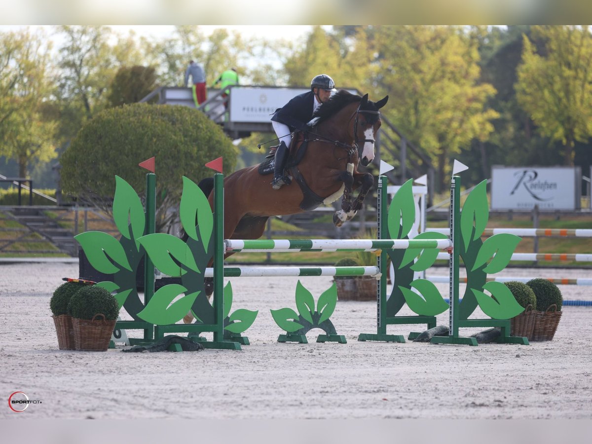 Westfale Wallach 5 Jahre 169 cm Rotbrauner in Kronenberg