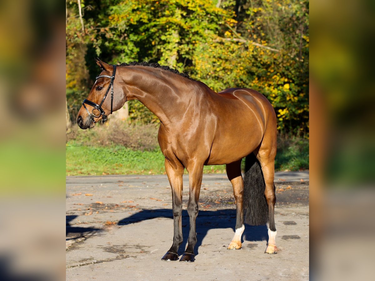 Westfale Wallach 5 Jahre 170 cm Brauner in Lienen