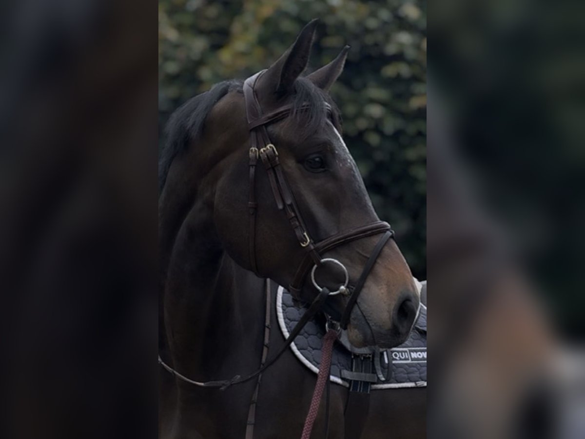 Westfale Wallach 5 Jahre 170 cm Brauner in Osterholz-Scharmbeck