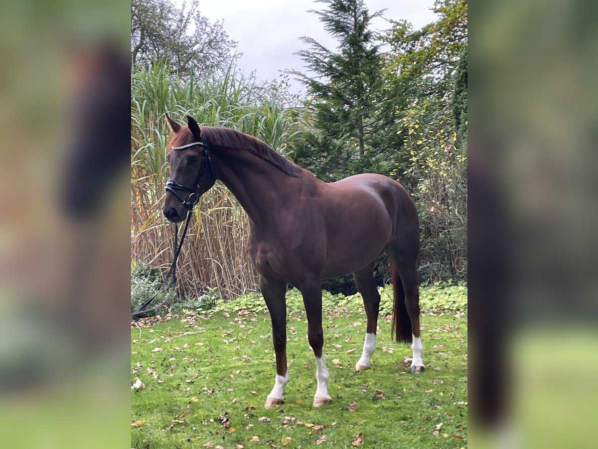 Westfale Wallach 5 Jahre 170 cm Fuchs in Ibbenb&#xFC;ren