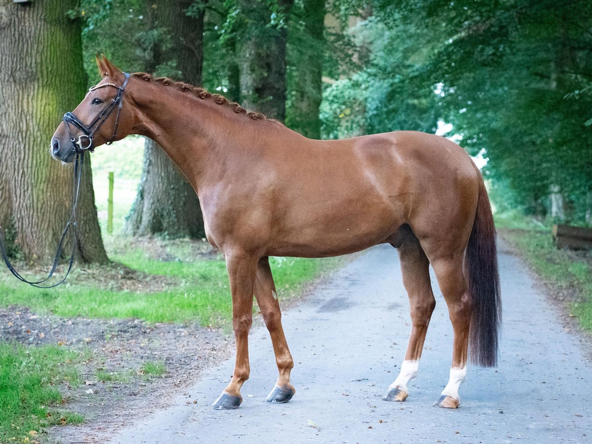 Westfale Wallach 5 Jahre 170 cm Fuchs in Stemwede