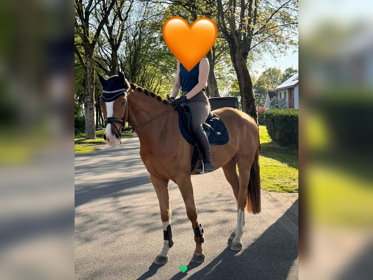 Westfale Wallach 5 Jahre 170 cm Fuchs in Schlangen