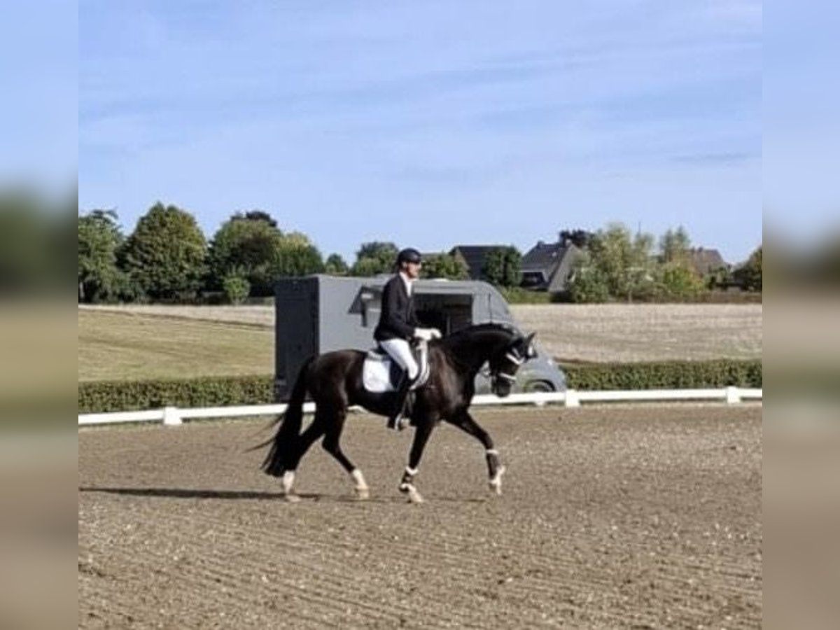 Westfale Wallach 5 Jahre 170 cm Rappe in Eschweiler