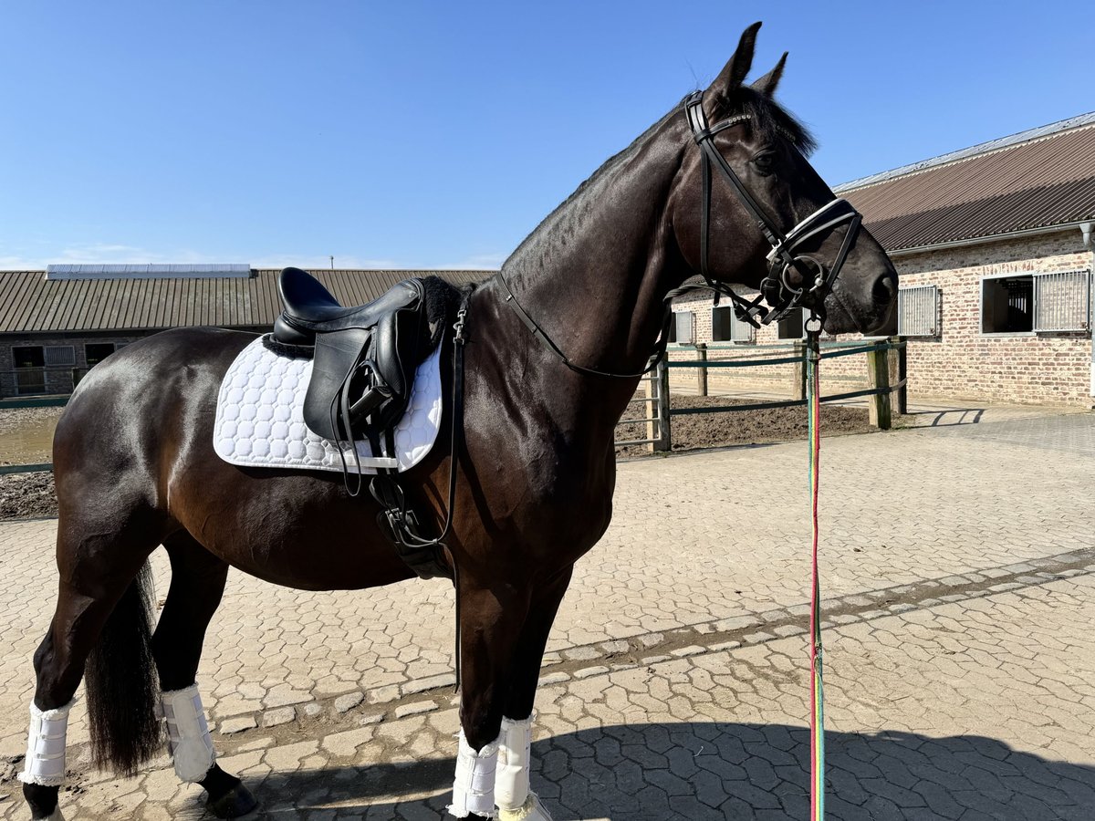 Westfale Wallach 5 Jahre 170 cm Rappe in WillicH