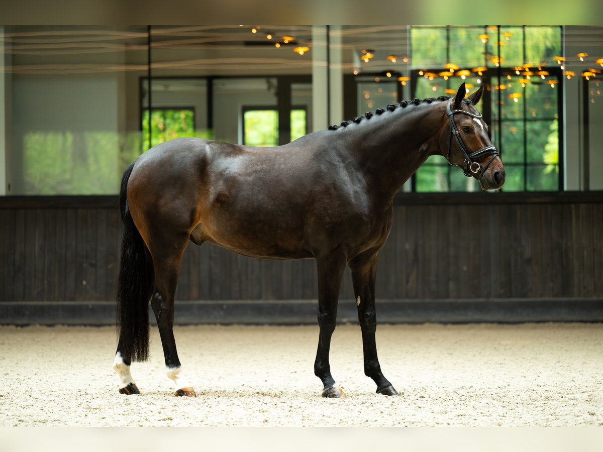 Westfale Wallach 5 Jahre 170 cm Rotbrauner in Mol