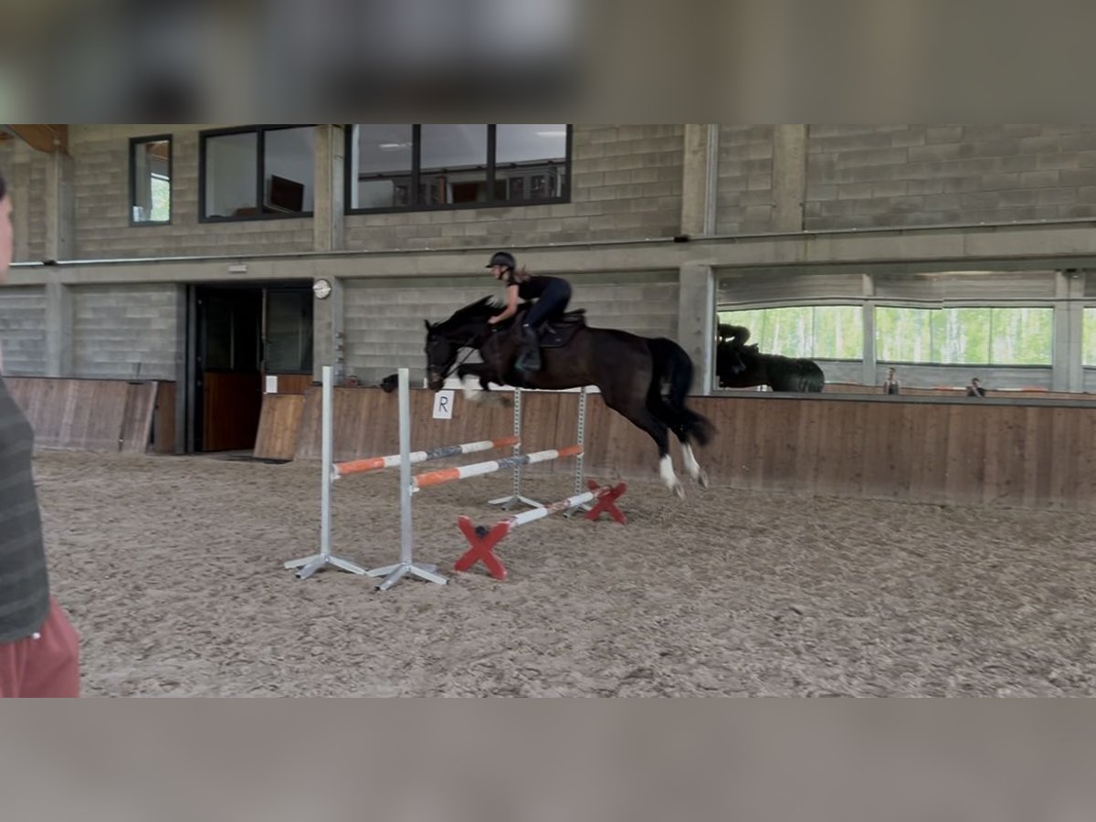Westfale Wallach 5 Jahre 170 cm Schwarzbrauner in Warszawa