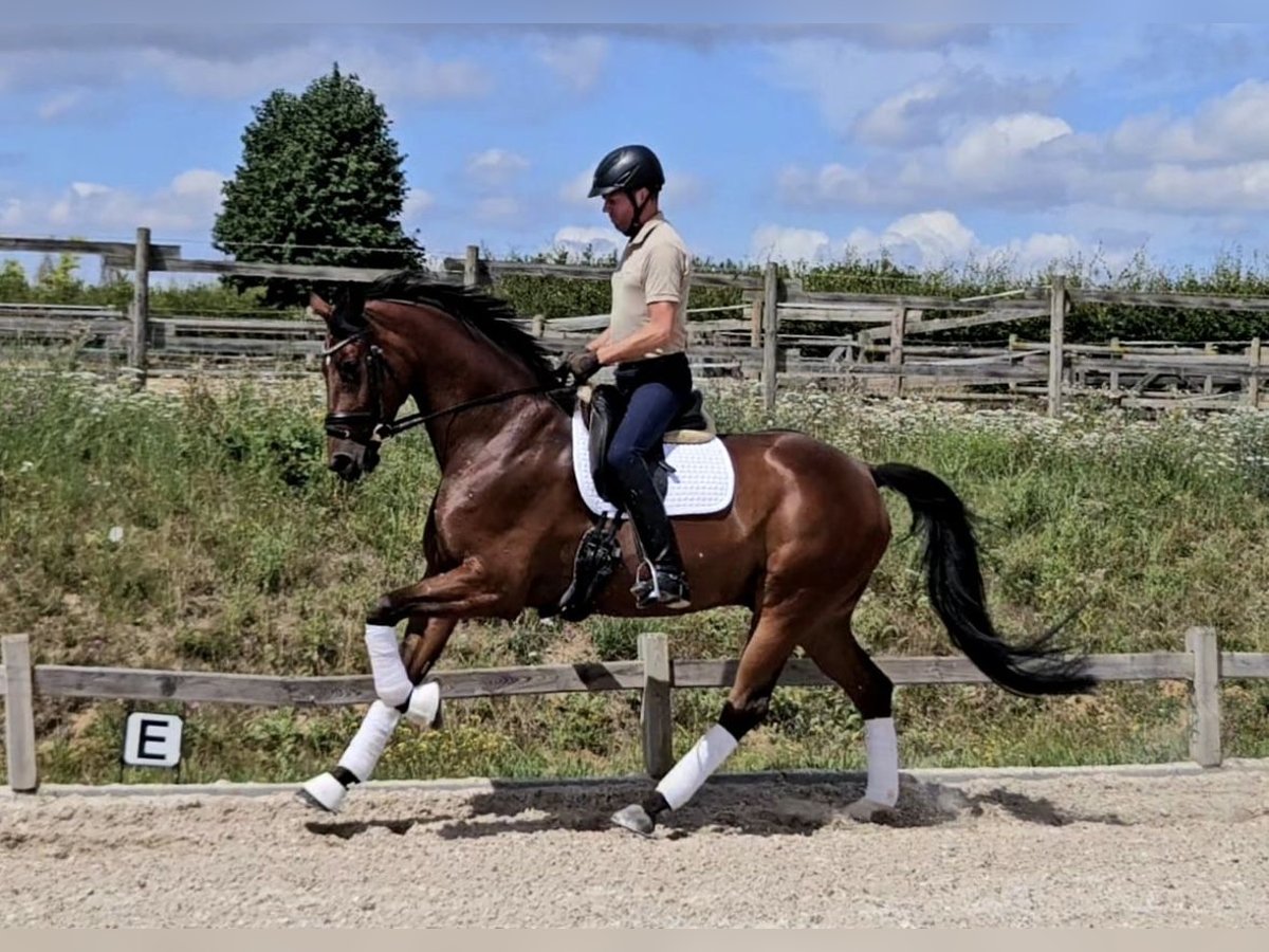 Westfale Wallach 5 Jahre 172 cm Brauner in Pulheim