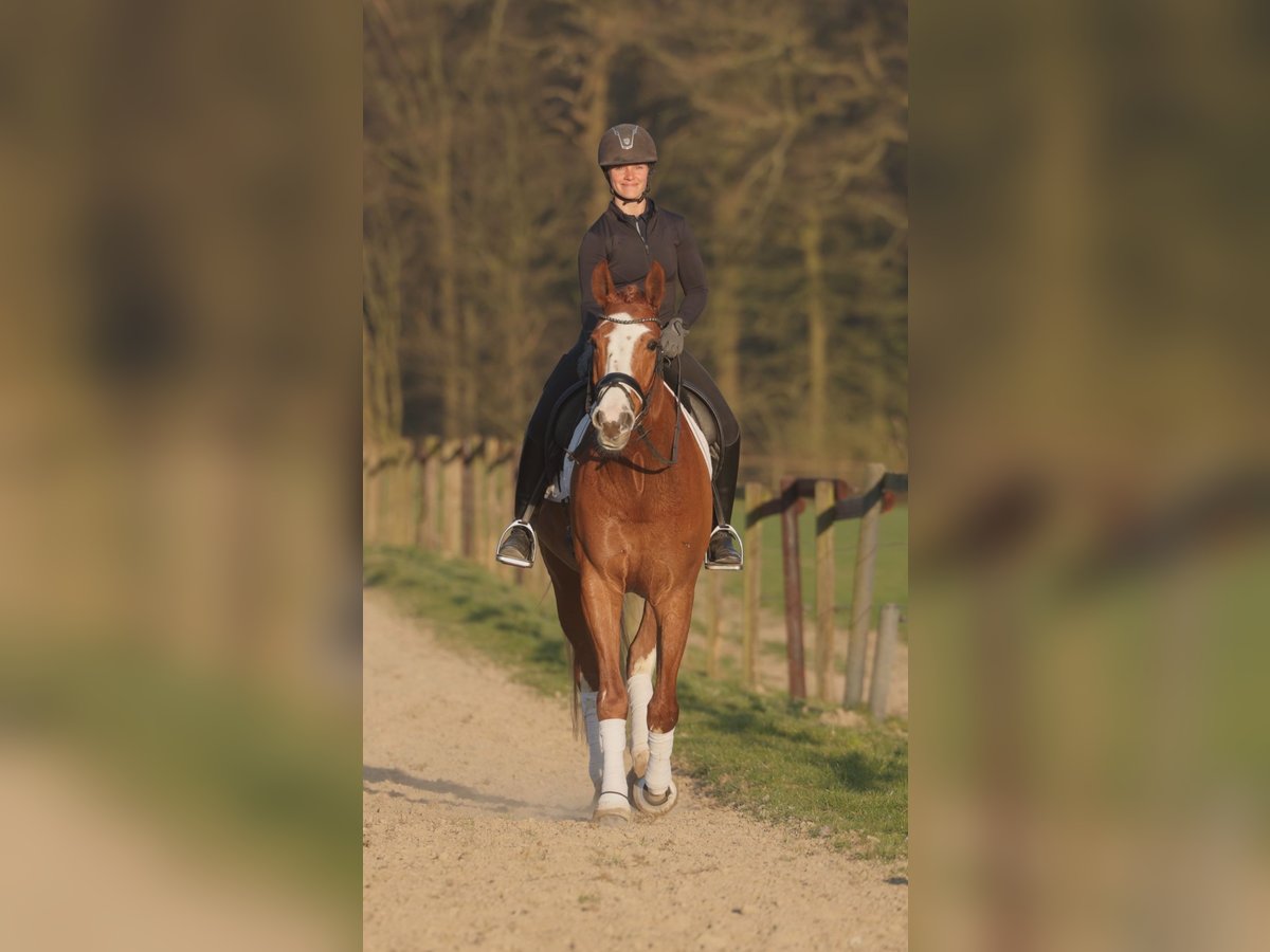 Westfale Wallach 5 Jahre 173 cm Fuchs in Senden