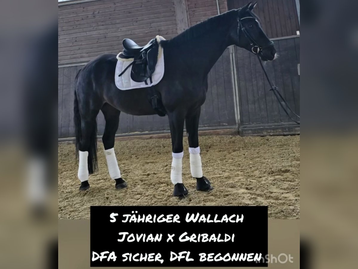 Westfale Wallach 5 Jahre 174 cm Dunkelbrauner in Sprockh&#xF6;vel