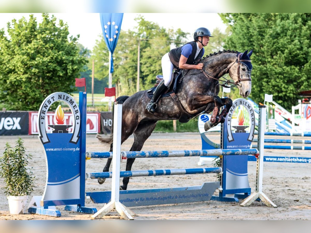 Westfale Wallach 5 Jahre 174 cm Rappschimmel in Isterberg