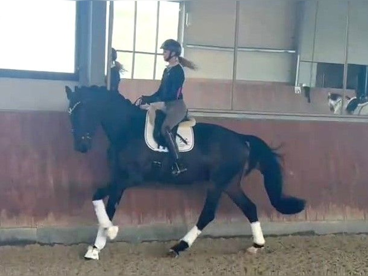 Westfale Wallach 5 Jahre 178 cm in Paderborn