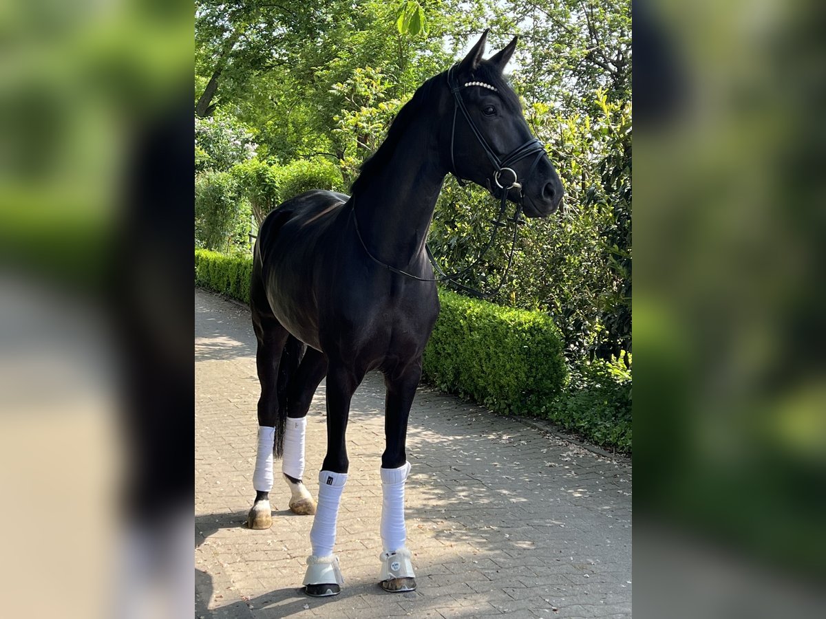 Westfale Wallach 5 Jahre 178 cm Rappe in Hamm