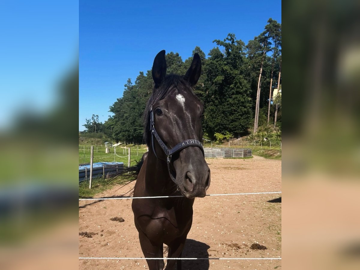 Westfale Wallach 5 Jahre 180 cm Rappe in Roth Westfale Wallach 5 Jahre 180 cm Rappe in Roth