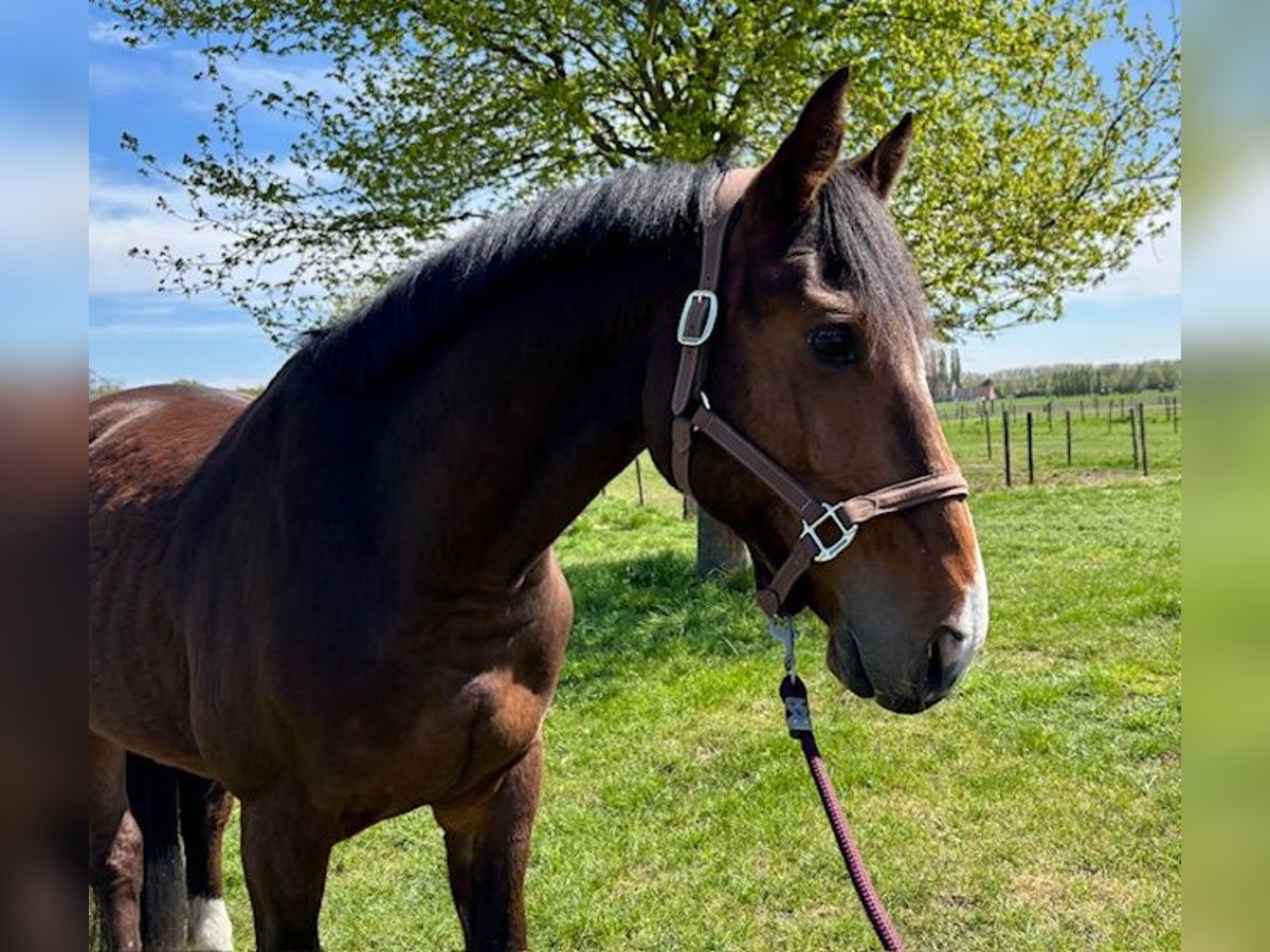 Westfale Wallach 5 Jahre Brauner in GROTE BROGEL