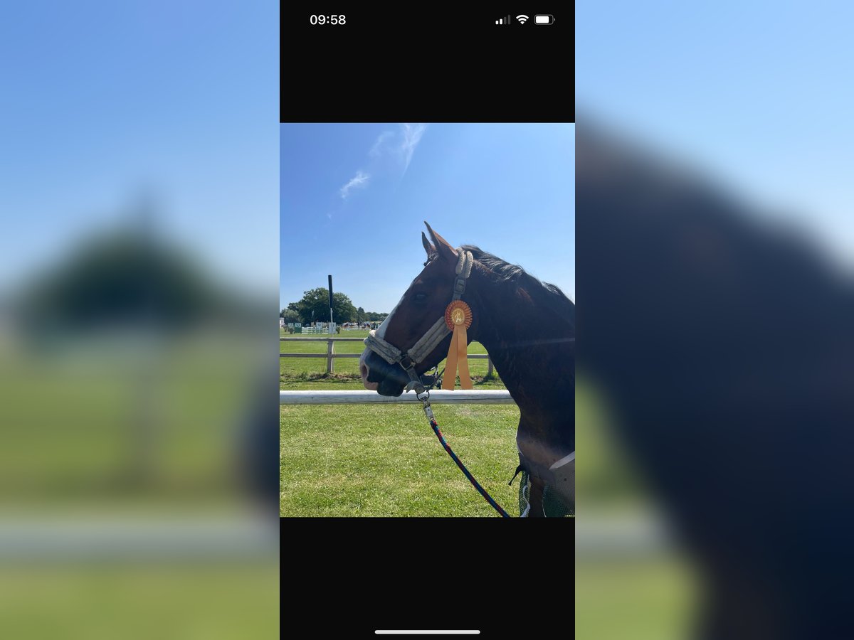 Westfale Wallach 6 Jahre 160 cm Brauner in Greven