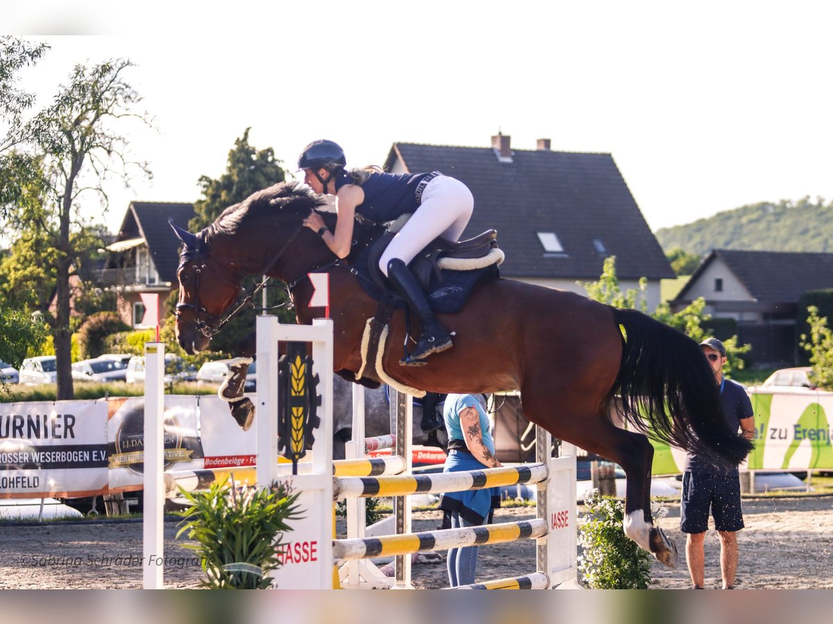 Westfale Wallach 6 Jahre 163 cm Brauner in Porta Westfalica