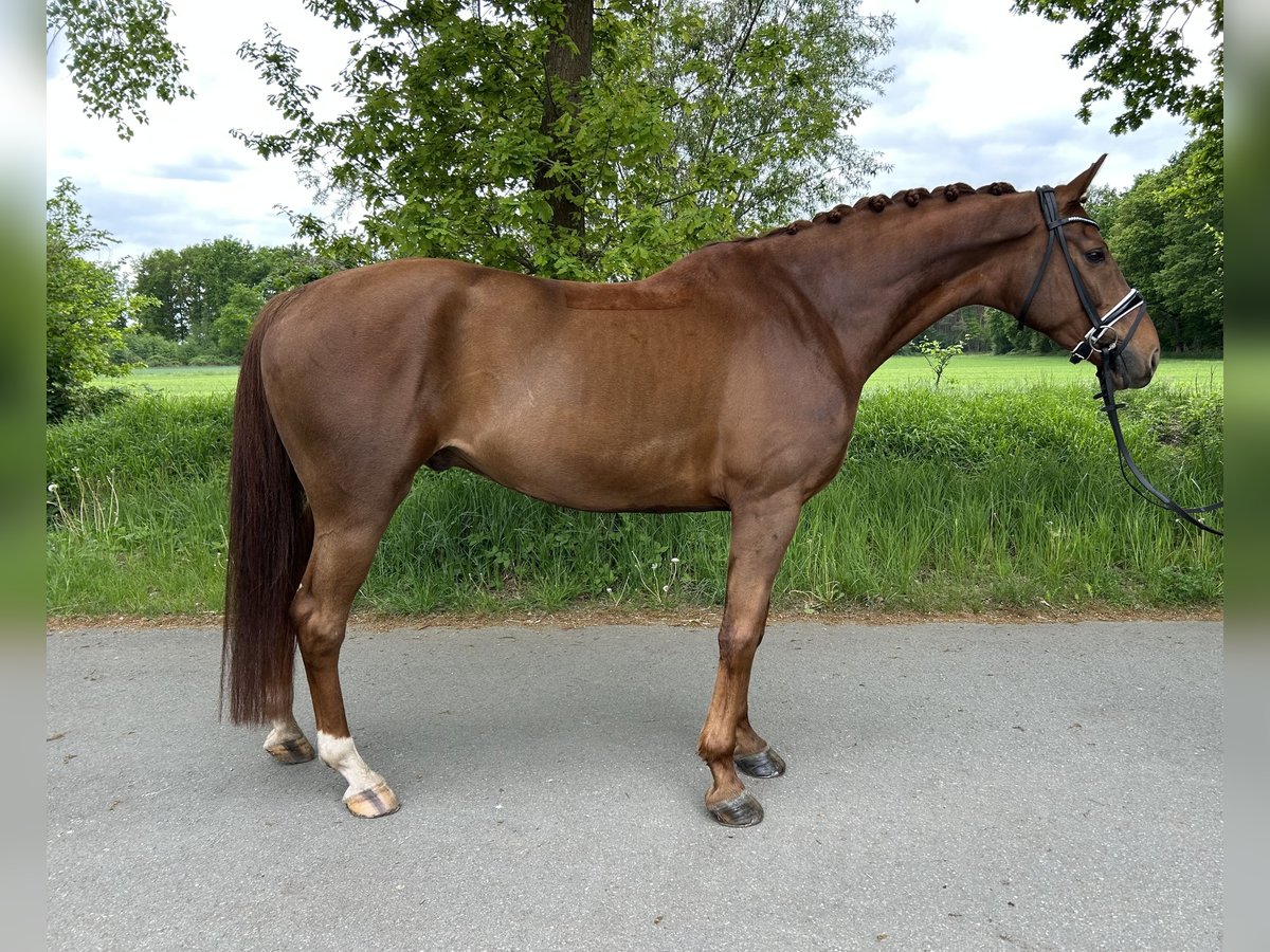 Westfale Wallach 6 Jahre 166 cm Dunkelfuchs in Steinhagen