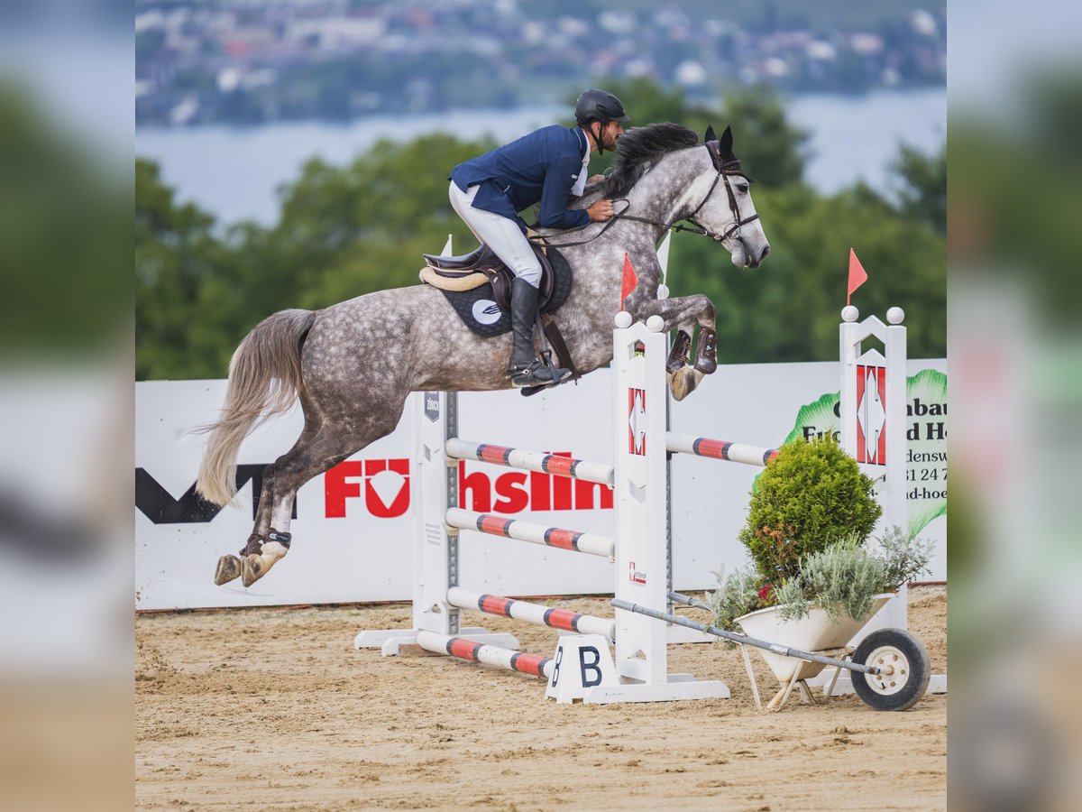 Westfale Wallach 6 Jahre 167 cm Apfelschimmel in Diepoldsau