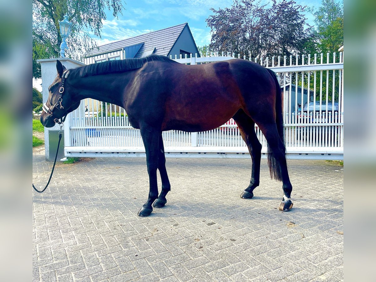 Westfale, Wallach in Essen