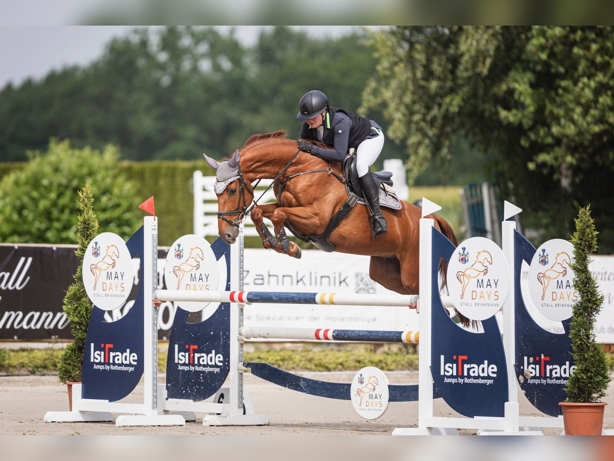 Westfale Wallach 6 Jahre 167 cm Fuchs in Barntrup
