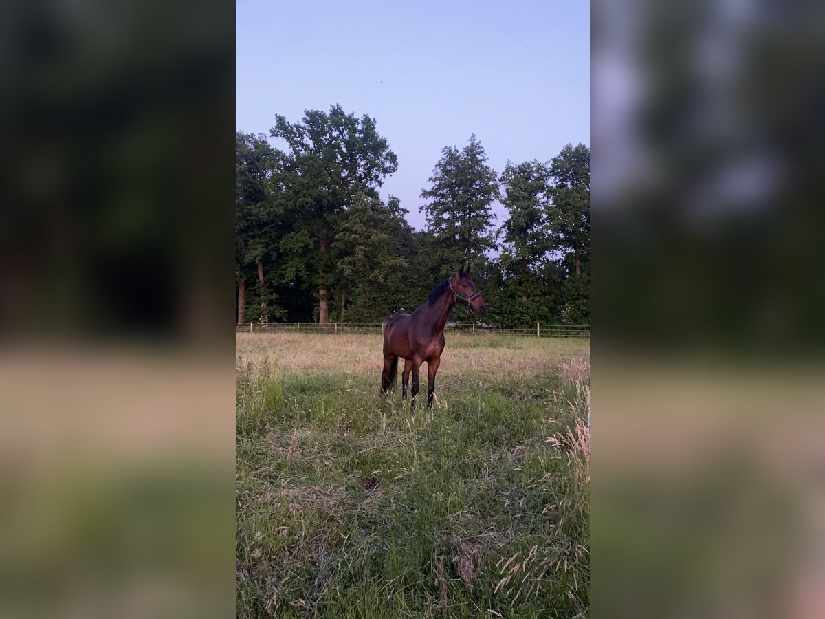 Westfale Wallach 6 Jahre 170 cm Brauner in Garbsen