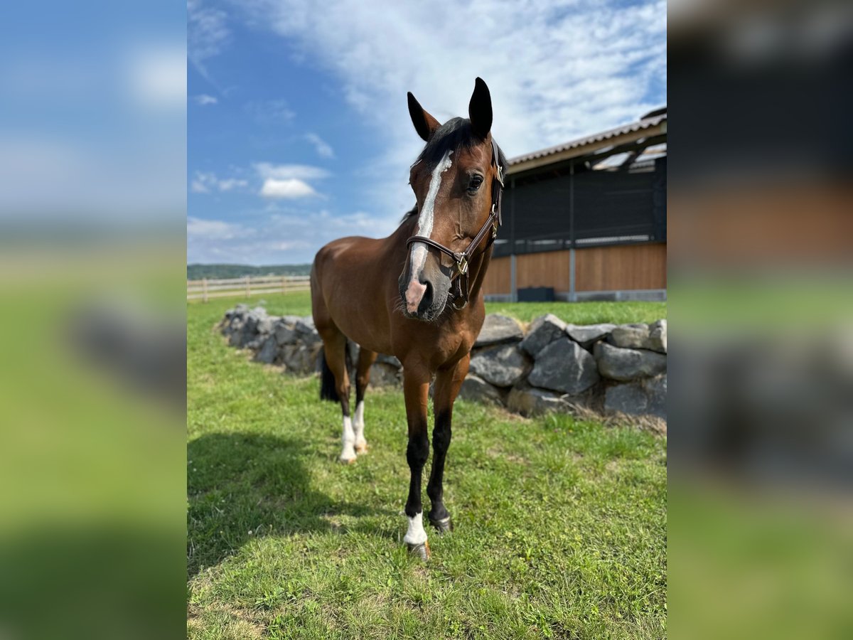Westfale Wallach 6 Jahre 170 cm Brauner in Dornburg