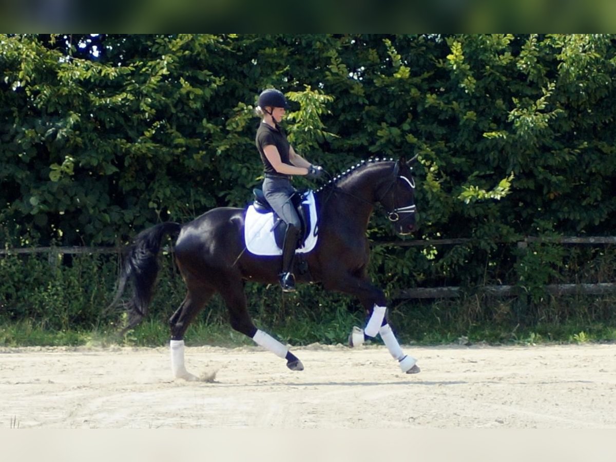 Westfale Wallach 6 Jahre 170 cm Rappe in Iserlohn