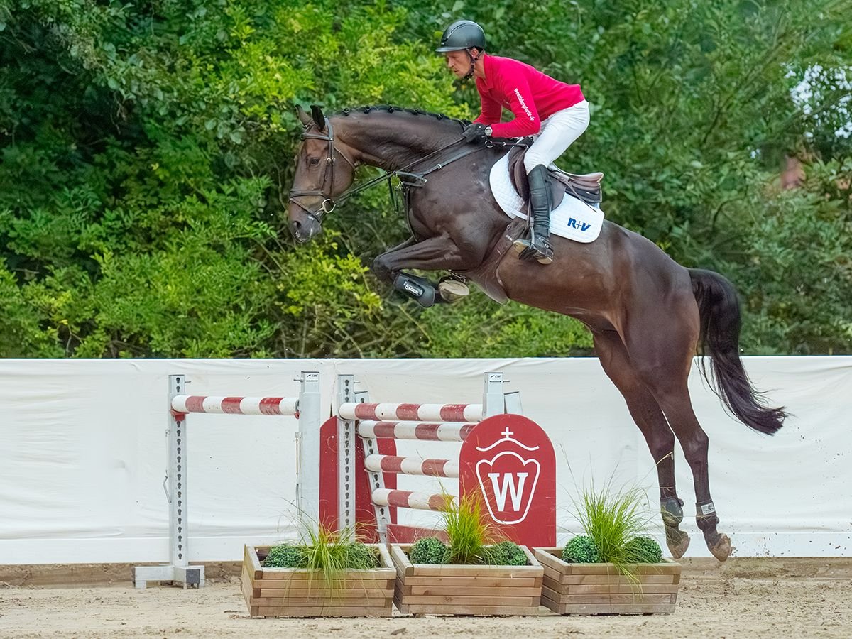 Westfale Wallach 6 Jahre 170 cm Schwarzbrauner in Münster