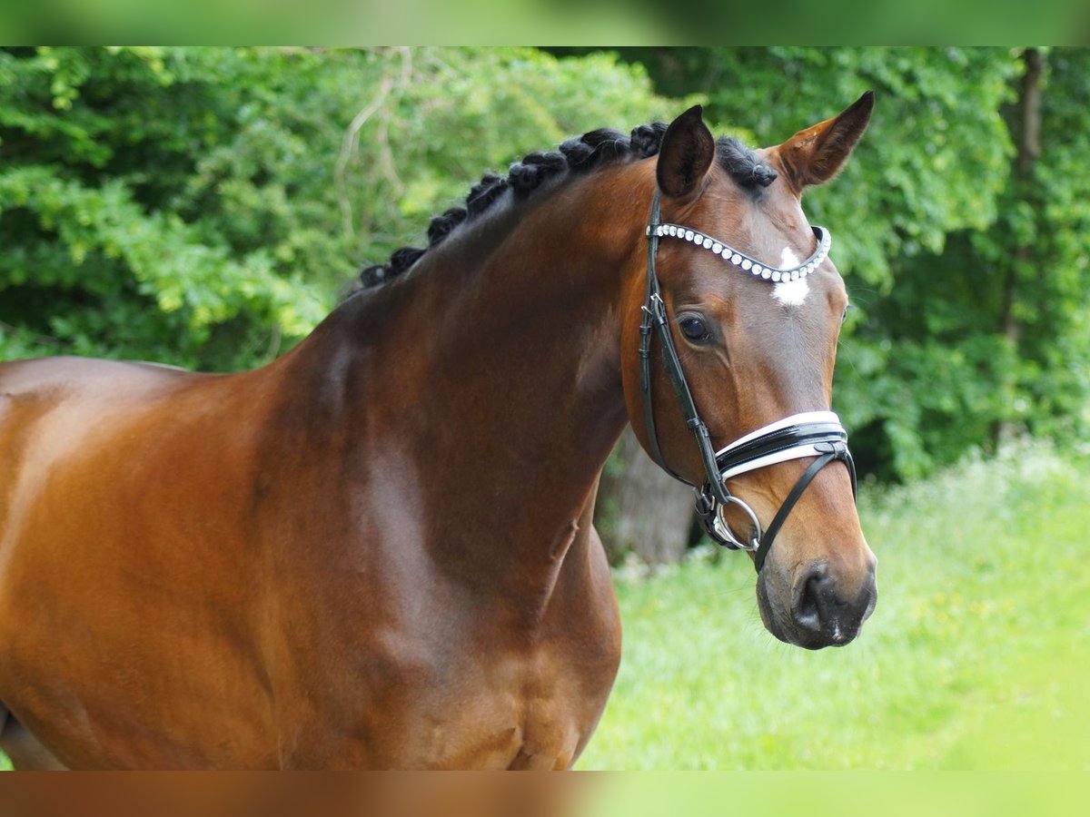 Westfale Wallach 6 Jahre 171 cm Brauner in Gleichen