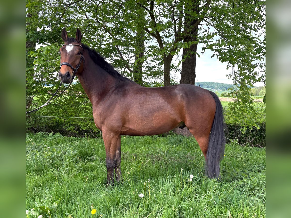 Westfale Wallach 6 Jahre 171 cm Dunkelbrauner in Bad Driburg