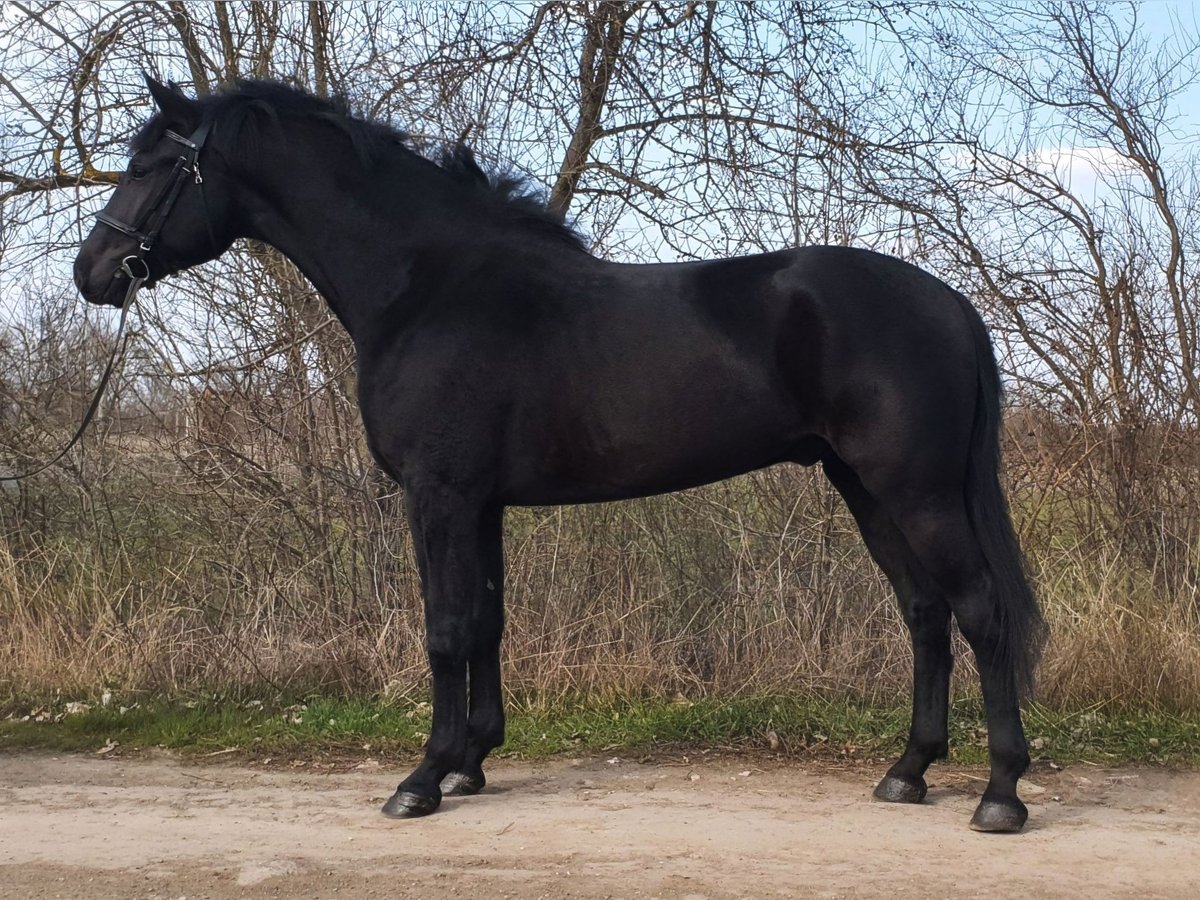 Westfale Mix Wallach 6 Jahre 171 cm Rappe in Békés