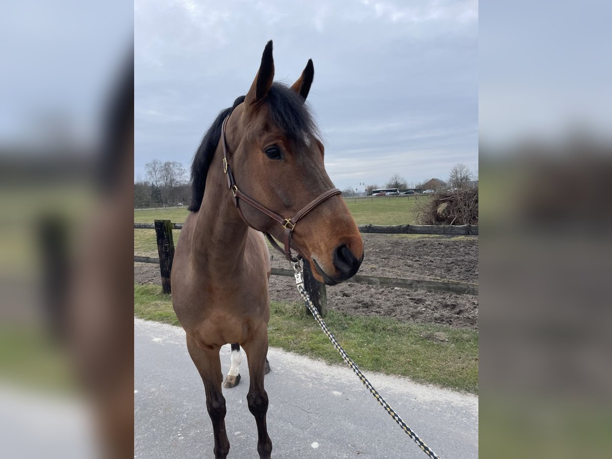 Westfale Wallach 6 Jahre 172 cm Brauner in Drensteinfurt