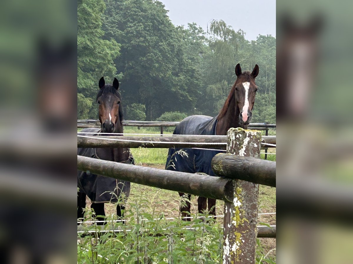 Westfale Wallach 6 Jahre 173 cm Dunkelfuchs in Krefeld