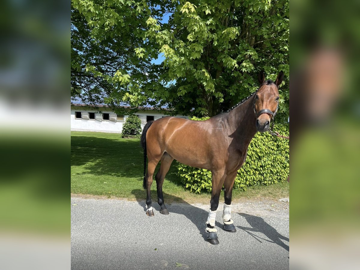 Westfale Wallach 6 Jahre 175 cm Dunkelbrauner in Anr&#xF6;chte