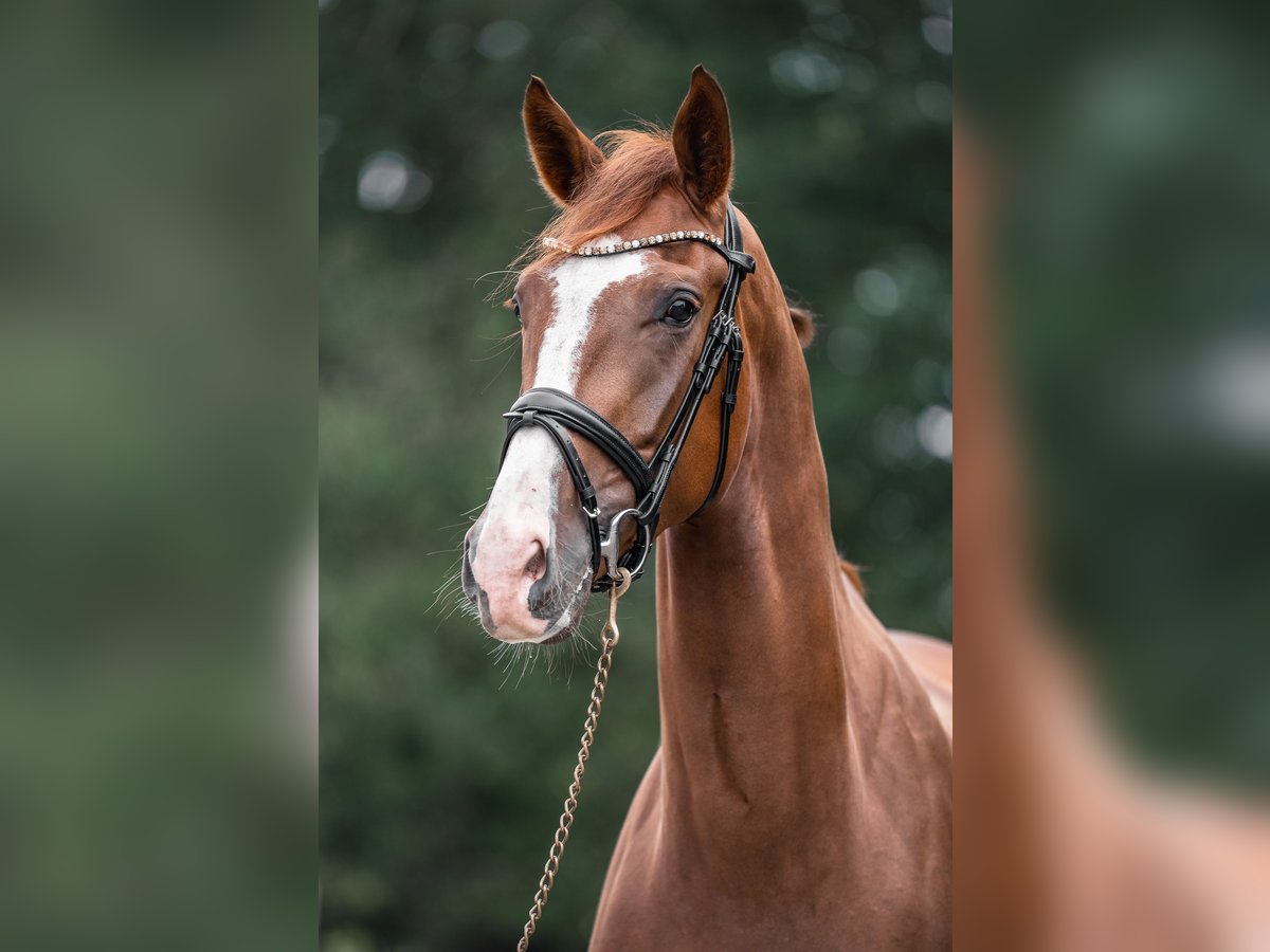 Westfale Wallach 6 Jahre 175 cm Fuchs in Versmold