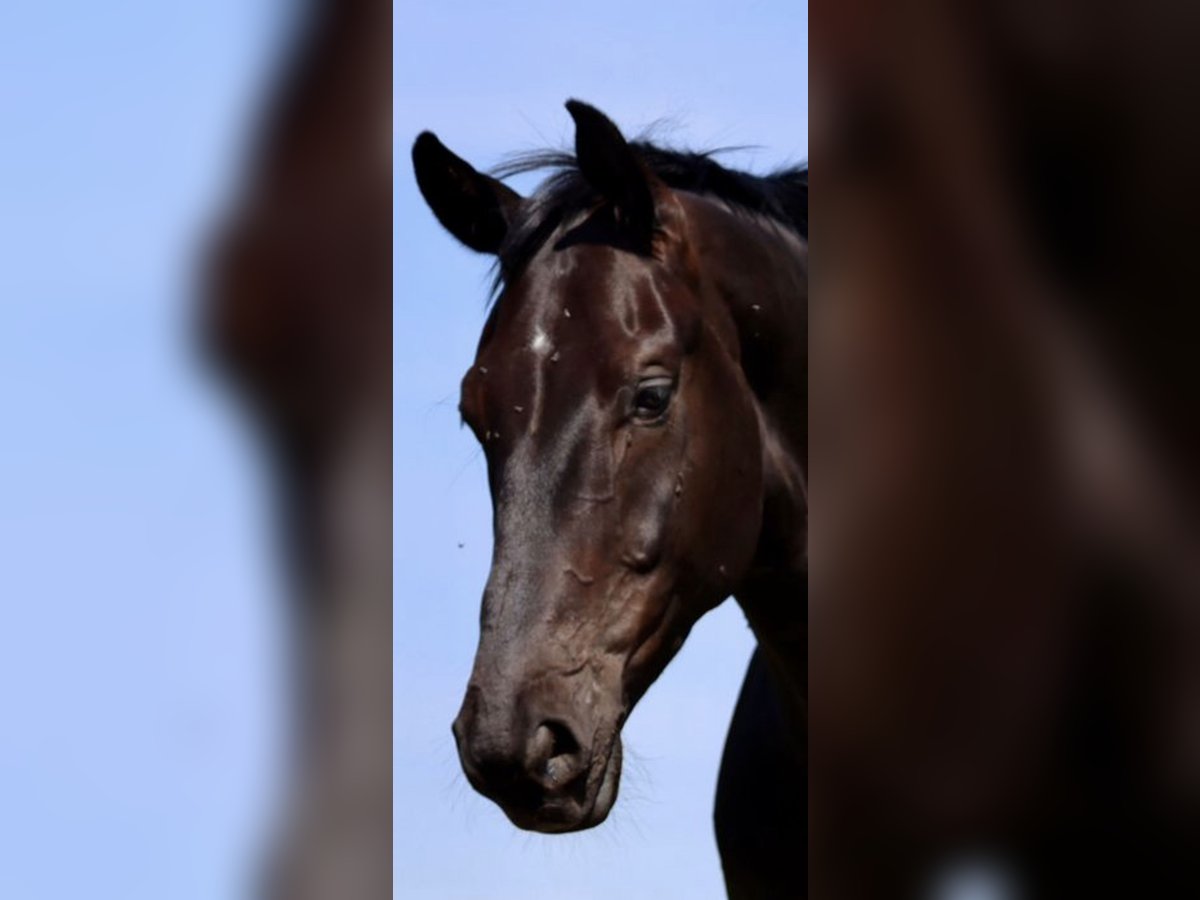 Westfale Wallach 6 Jahre 175 cm Rappe in Kürten