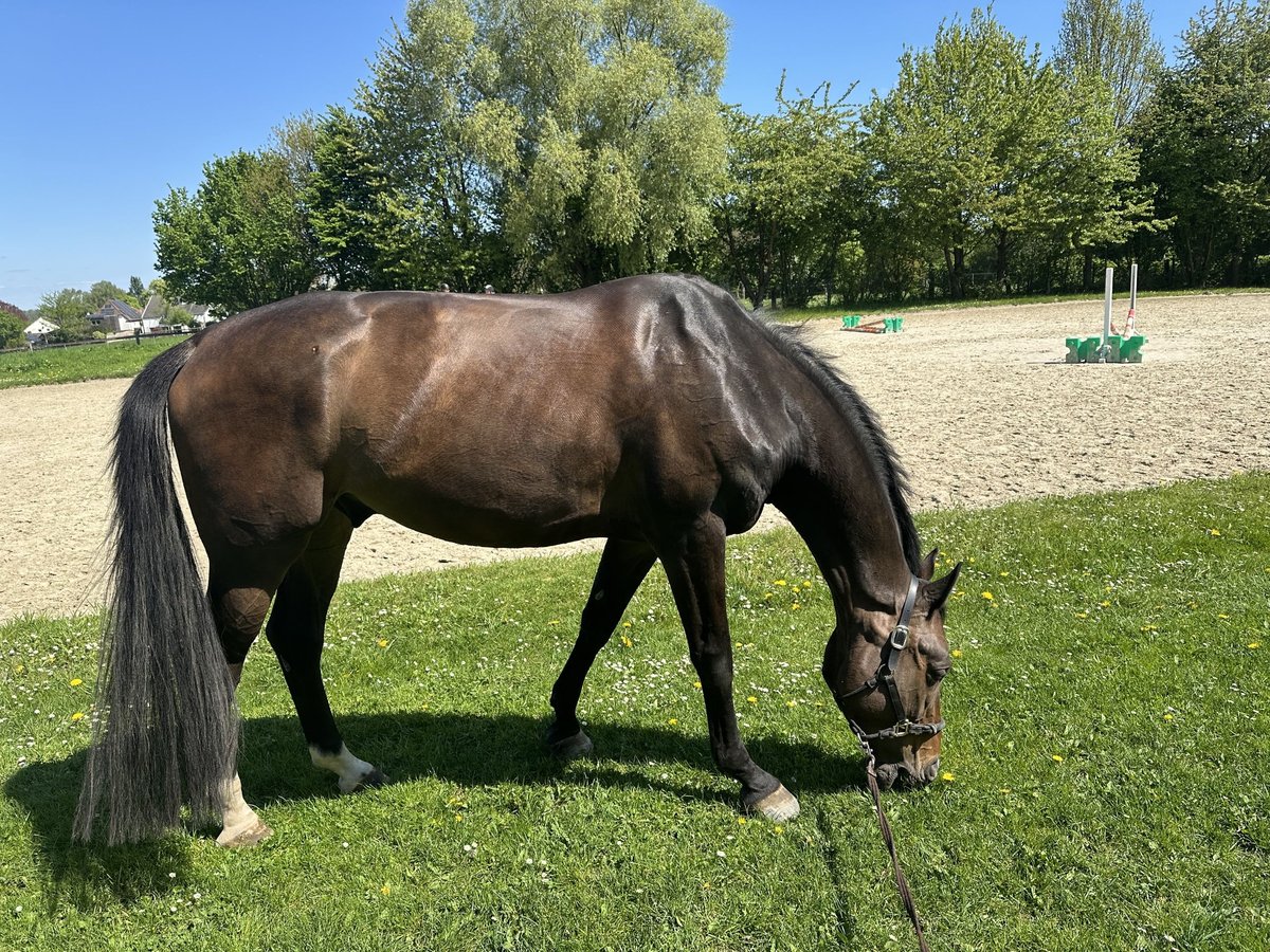 Westfale Wallach 6 Jahre 176 cm Brauner in Dortmund