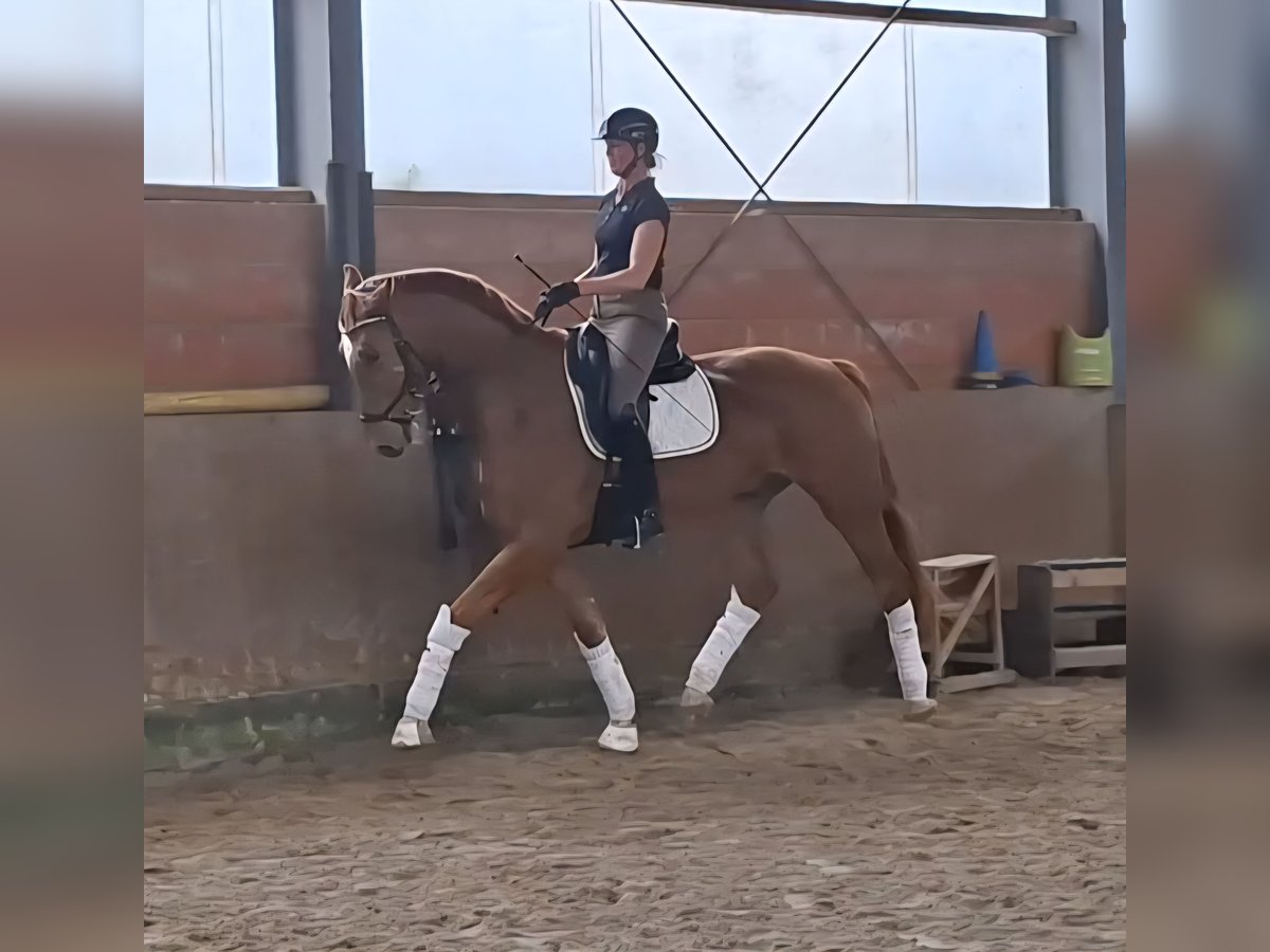Westfale Wallach 6 Jahre 178 cm Fuchs in Beckdorf