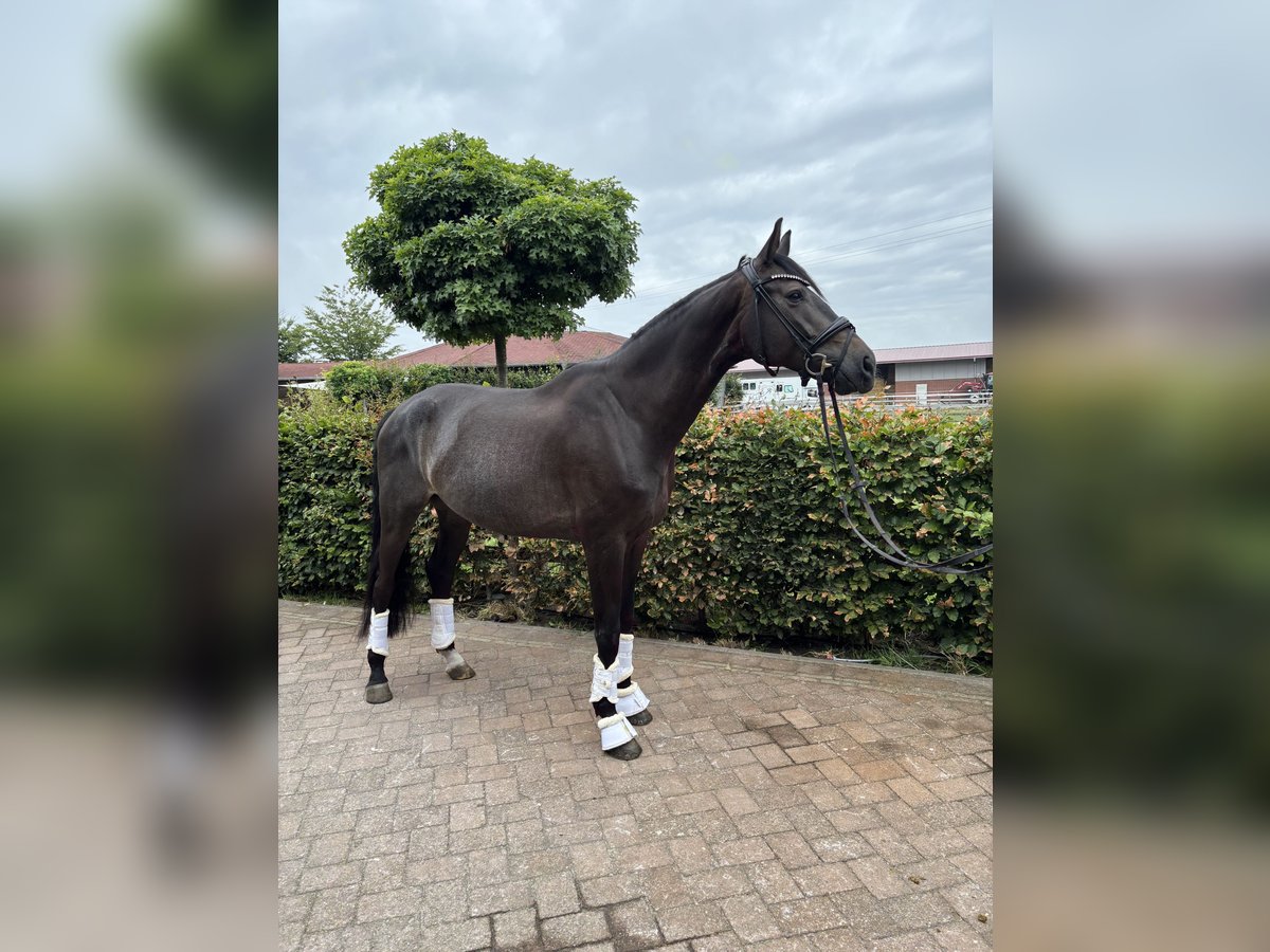 Westfale Wallach 6 Jahre 180 cm Schwarzbrauner in Waltrop