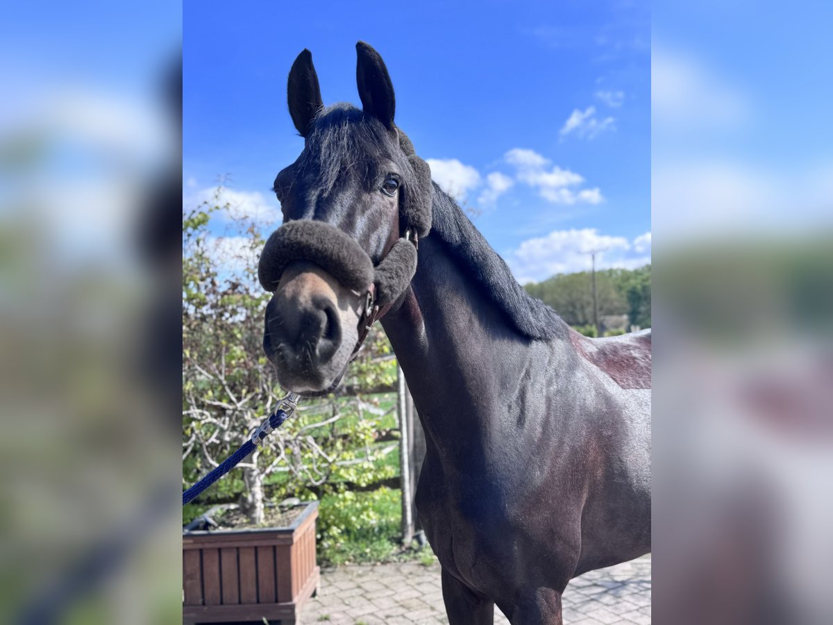 Westfale Wallach 6 Jahre 180 cm Schwarzbrauner in Waltrop
