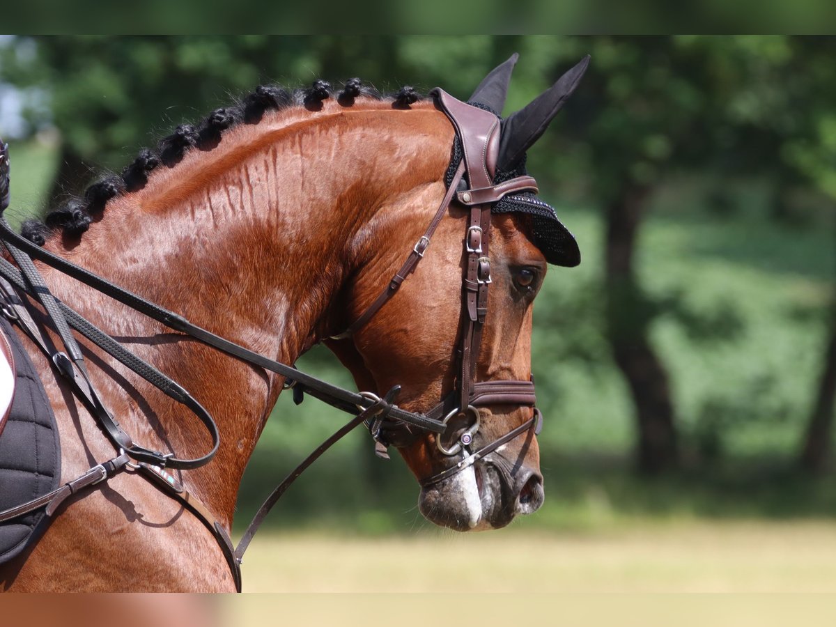 Westfale Wallach 7 Jahre 166 cm Brauner in Glandorf