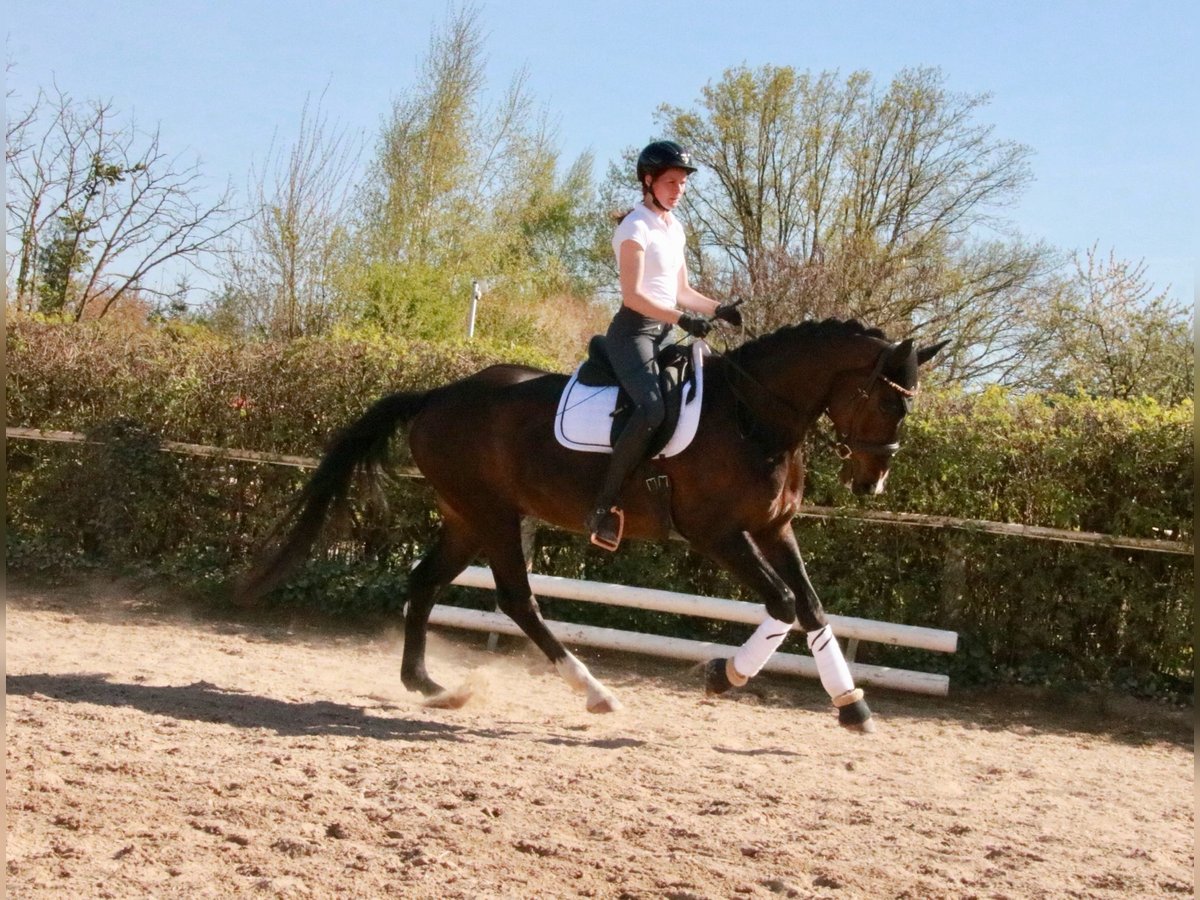 Westfale Wallach 7 Jahre 167 cm Dunkelfuchs in Langen