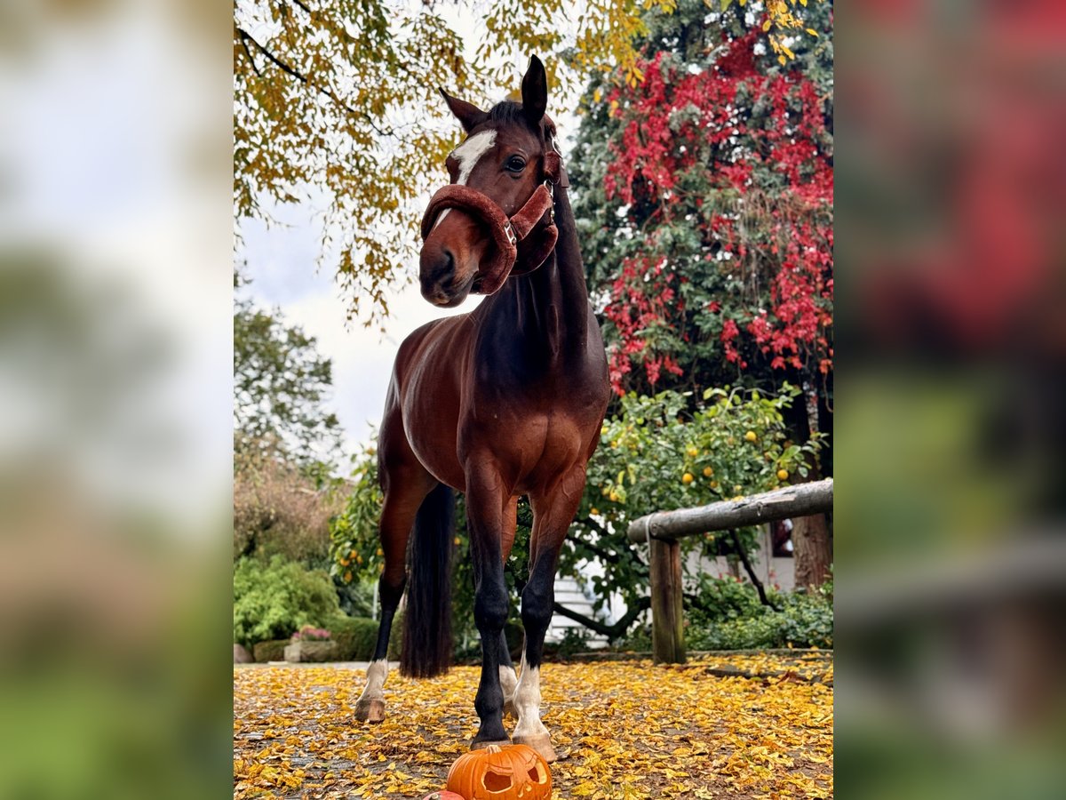 Westfale Wallach 7 Jahre 169 cm Brauner in Breckerfeld