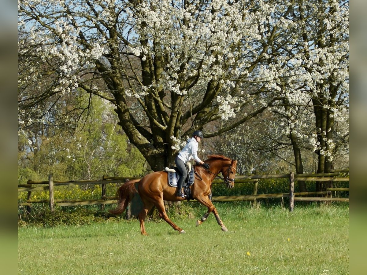 Westfale Wallach 7 Jahre 170 cm Fuchs in Ratingen